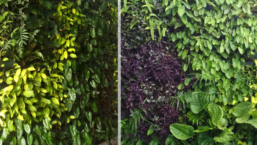 Tanaman-Untuk-Vertical-Garden